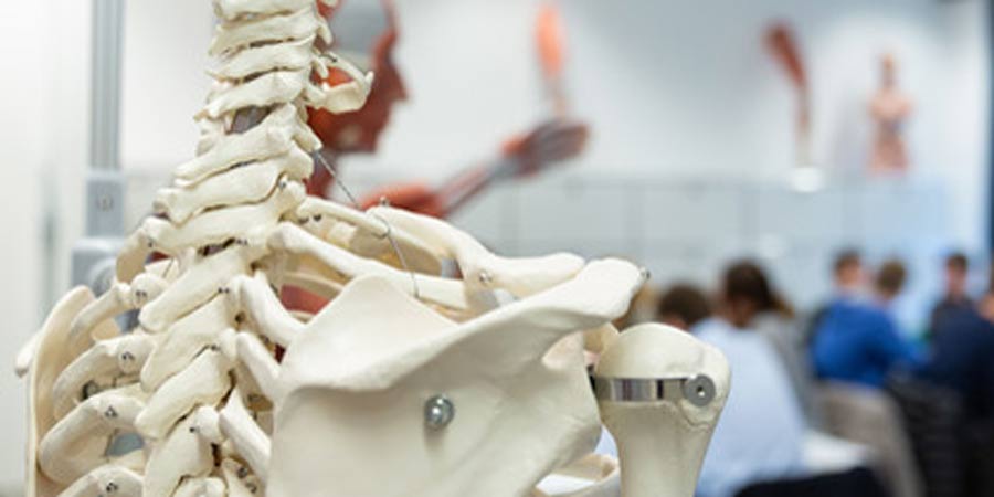 Nahaufnahme eines menschlichen, künstlichen Skeletts